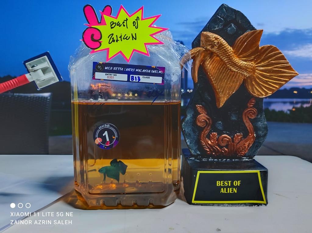 betta