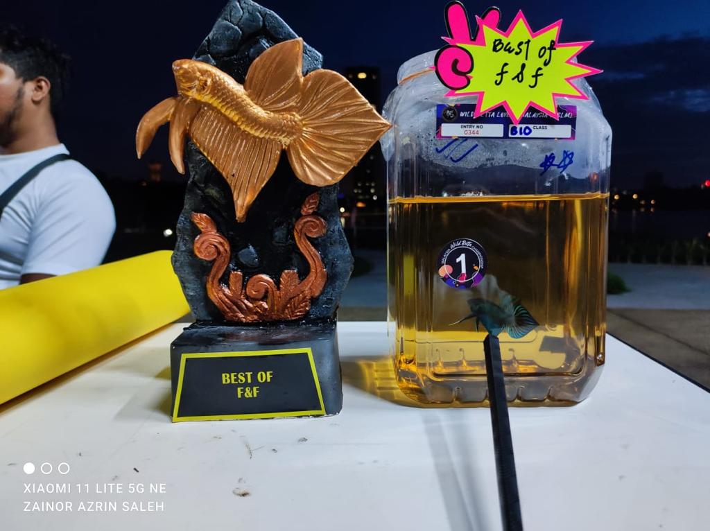 betta